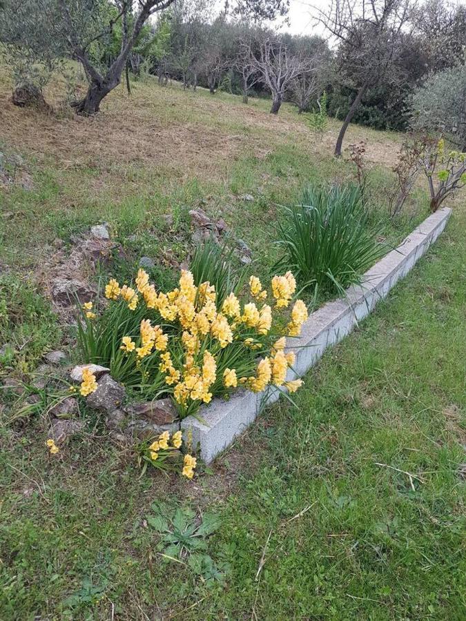 Villa Ulivella Schifoni Bagian luar foto
