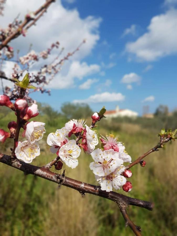 Villa Ulivella Schifoni Bagian luar foto